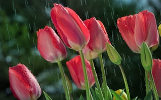 Обои цветы, капли, тюльпаны, дождь