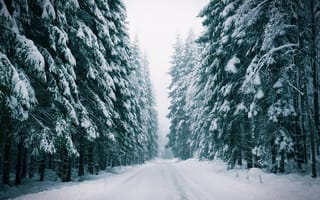 Обои зима, дорога, лес