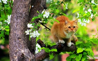 Картинка кот, весенняя композиция, цветы, дерево, ветка, листья