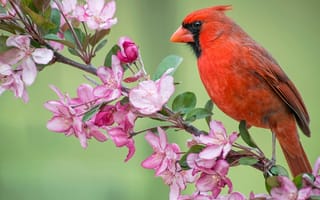 Картинка красный кардинал, ветка, цвет, птичка, яблоня