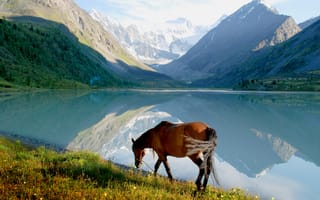 Картинка пейзаж, отражение, озеро, животное, трава, вода, природа, горы, конь, лошадь