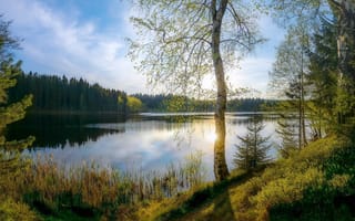 Картинка озеро, весна, день, тростник, деревья