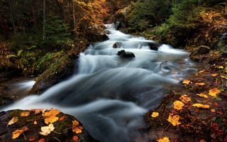 Обои природа, камни, вода, ручей, лес, осень, листья, деревья