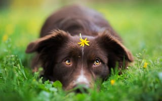 Картинка собака, цветок, весна, трава