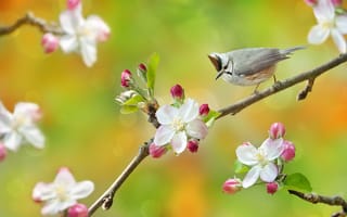 Картинка птица, цветение, ветка, яблоня, весна, FuYi Chen