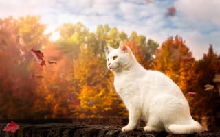 Картинка животное, ветер, листья, кот, природа, кошка, осень