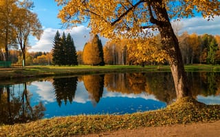 Картинка павловск, парк, отражение, пруд