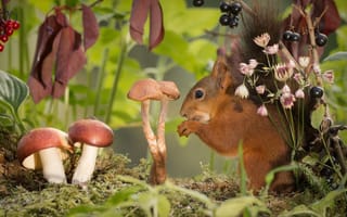Обои Geert Weggen, грызун, грибы, листья, белка, животное, природа, ягоды, мох, ветки