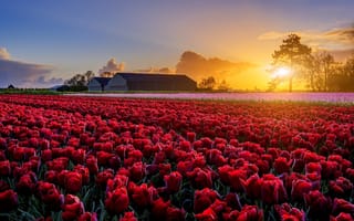 Картинка весна, маки, ферма, Tomas Morkes, поле, голландия