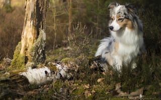 Обои природа, собака, аусси, стволы, лес, пёс, деревья, австралийская овчарка