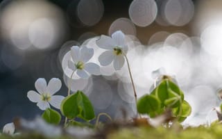 Картинка весна, цветы, Татьяна Рутковская, свет
