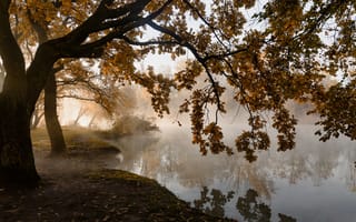 Картинка парк, Александр Плеханов, утро, свет, туман