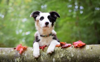 Картинка животное, собака, осень, листья, пёс, бревно
