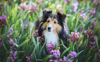 Картинка животное, шелти, цветы, собака, гиацинты, пёс