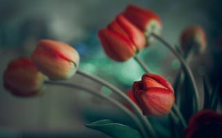 Картинка Leskov Alexey, тюльпаны, цветы, боке, весна