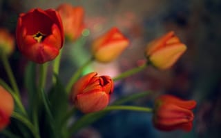 Обои Leskov Alexey, весна, тюльпаны, цветы, боке, макро