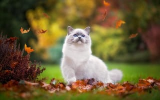 Картинка Monika Koc, рэгдолл, ragdoll, кошка, листья, кот, животное, лужайка, природа, осень