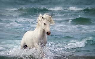Обои животное, волны, море, конь