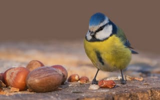 Картинка птицы мира, лазоревка, пень, синица, орехи, птица