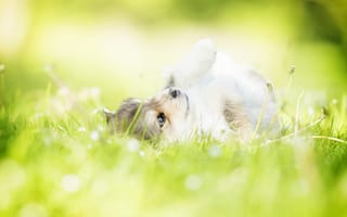 Картинка Juliette Plus, щенок, животное, лаппхунд, собака, природа, трава