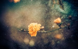 Картинка маленький цветок, дождь, цветение, Antonio Bernardino, ветка, весна