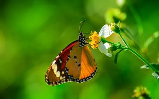 Обои бабочка, макро, butterfly, цветок, метелик