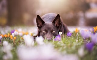 Картинка Marina Reiter, морда, животное, собака, австралийский келпи, весна, цветы, пёс, природа, крокусы
