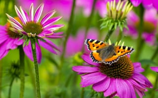 Картинка бабочка, butterfly, крапивница, small tortoiseshell, цветок, макро, метелик