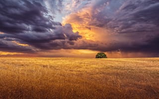 Картинка поле, грозовые облака, Antonio Bernardino, свет, горизонт, одинокое дерево