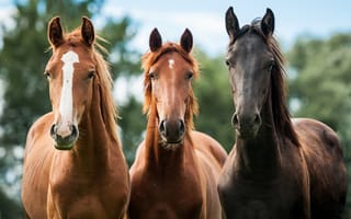 Картинка лошадь, тройка, животные