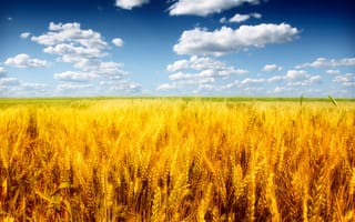 Обои природа, небо, пшеница