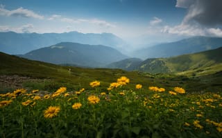 Картинка ромашки, долина, горы, Александр Пругов, горизонт, небо
