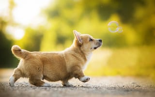 Картинка животное, вельш-корги, щенок, пузырь, собака, природа
