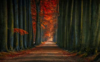 Картинка природа, деревья, парк, осень, аллея, лес