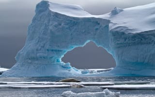 Картинка морской котик, лёд, природа, айсберг