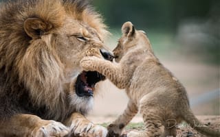 Картинка David Whelan, львёнок, хищники, лев, детёныш, львы, игра, животные
