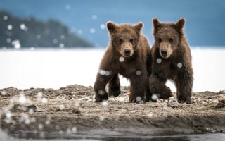 Картинка Marina Turetsky, медвежата, снег, детёныши, животные, пара