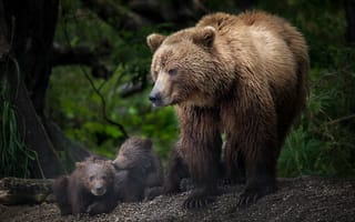 Картинка Marina Turetsky, три медведя, детёныши, хищники, медведица, медвежата, природа, животные, лес, медведи