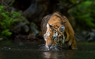 Картинка Patrik Stanek, животное, водоём, тигр, хищник