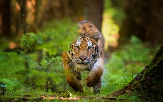 Картинка Patrik Stanek, тигр, бег, охота, лес, животное, хищник
