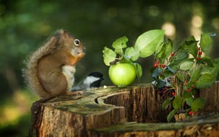 Картинка Andre Villeneuve, ветки, животное, синица, пень, ягоды, птица, яблоко, зверёк, белка, грызун