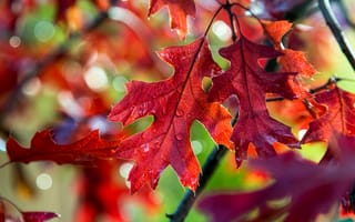 Картинка осень, боке, вода, ветки, дуб, листья, капли