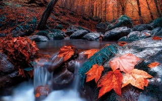 Картинка Saeed Younesi, ручей, деревья, природа, осень, листья, лес