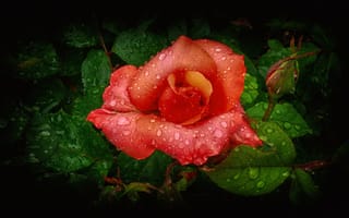 Картинка цветок, капли, бутон, вода, листья, роза