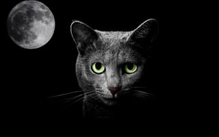 Картинка кошка, луна, черное