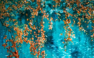 Картинка осень, Игорь Шиленок, дождь, листья, вода