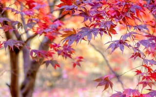Картинка Joe Daniel Price, листья, ветки, осень, природа, дерево