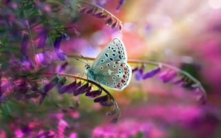 Картинка Mustafa Ozturk, листья, бабочка, природа, стебли, макро, цветки