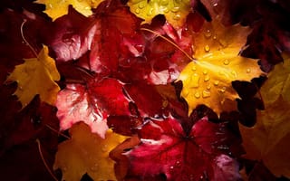 Картинка осень, капли, листья, вода, краски, клён