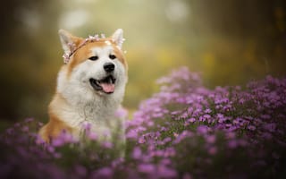 Картинка Dackelpup, собака, венок, акита-ину, природа, морда, пёс, цветы